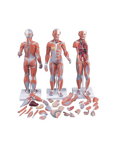 1/2 Life-Size Complete Dual Sex Muscle Model, 33-part